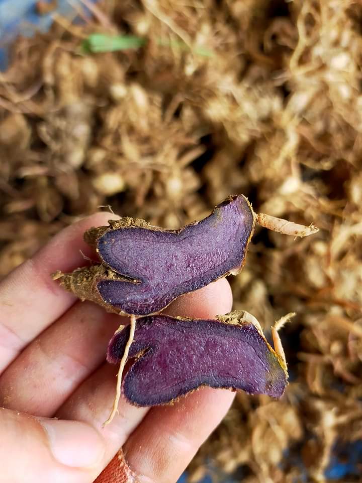Black Ginger