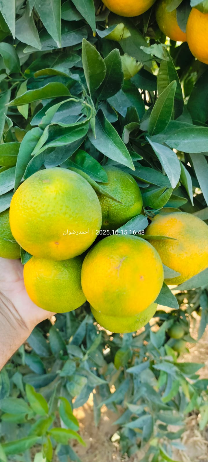 Lemons and Oranges