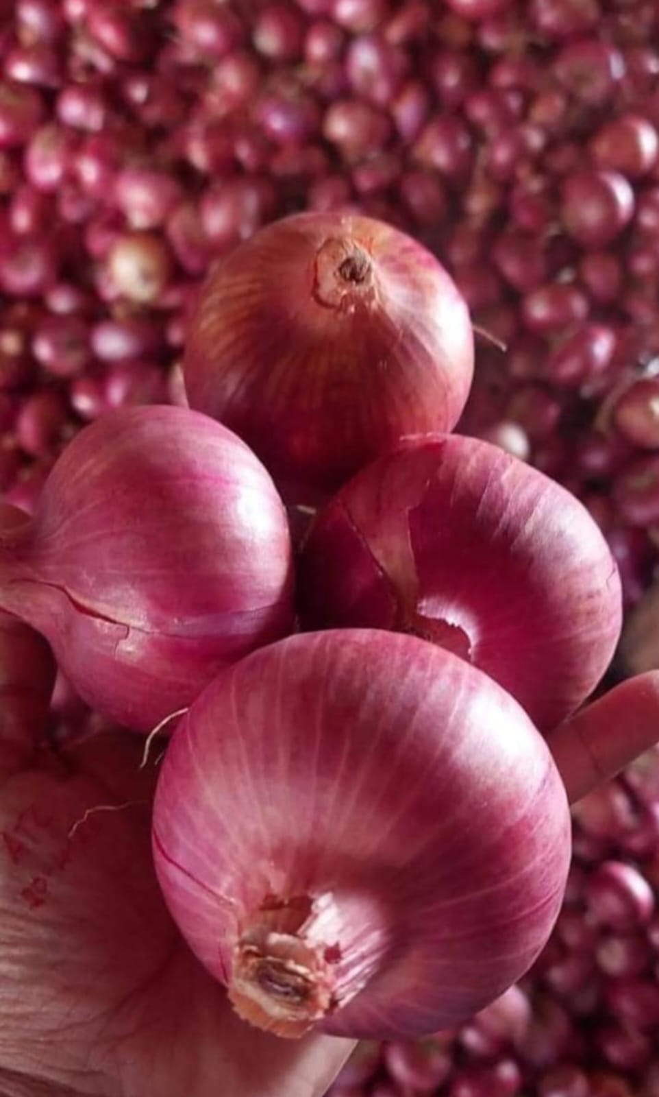 Onions