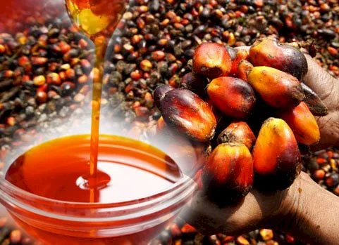 Edible Palm Oil