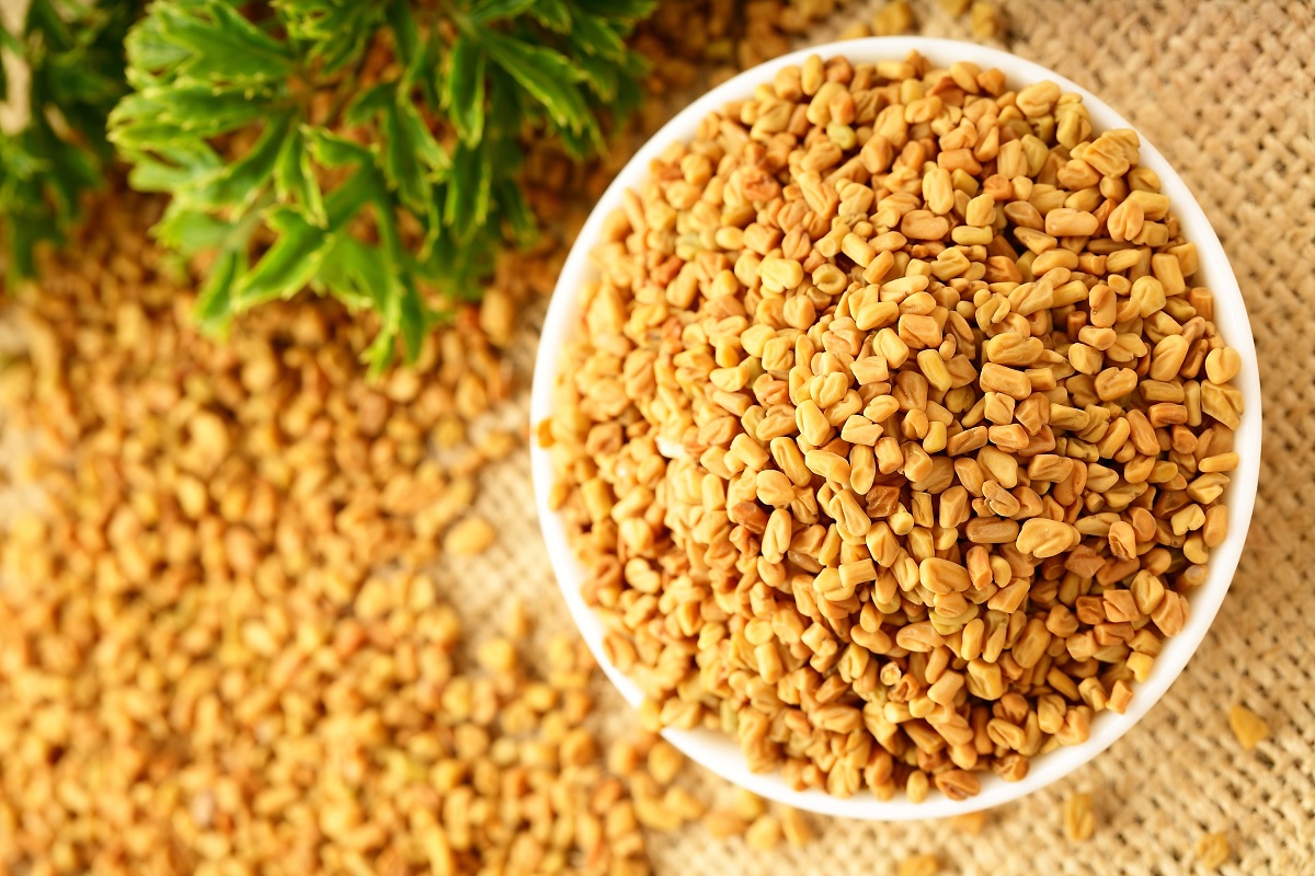 Premium Fenugreek Seeds (Methi) Sortex Cleaned Export Grade