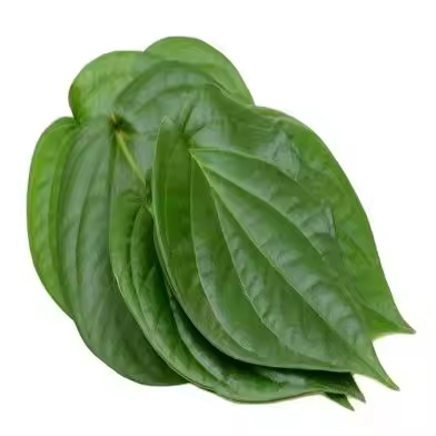 Fresh Wild Betel Leaves (Cha-Phlu) for Food &amp;amp;amp; Culinary Use