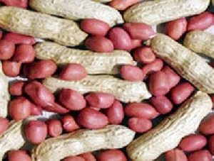 Peanut/Groundnut