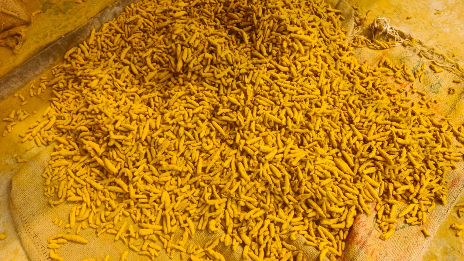 Premium Quality Turmeric Fingers
