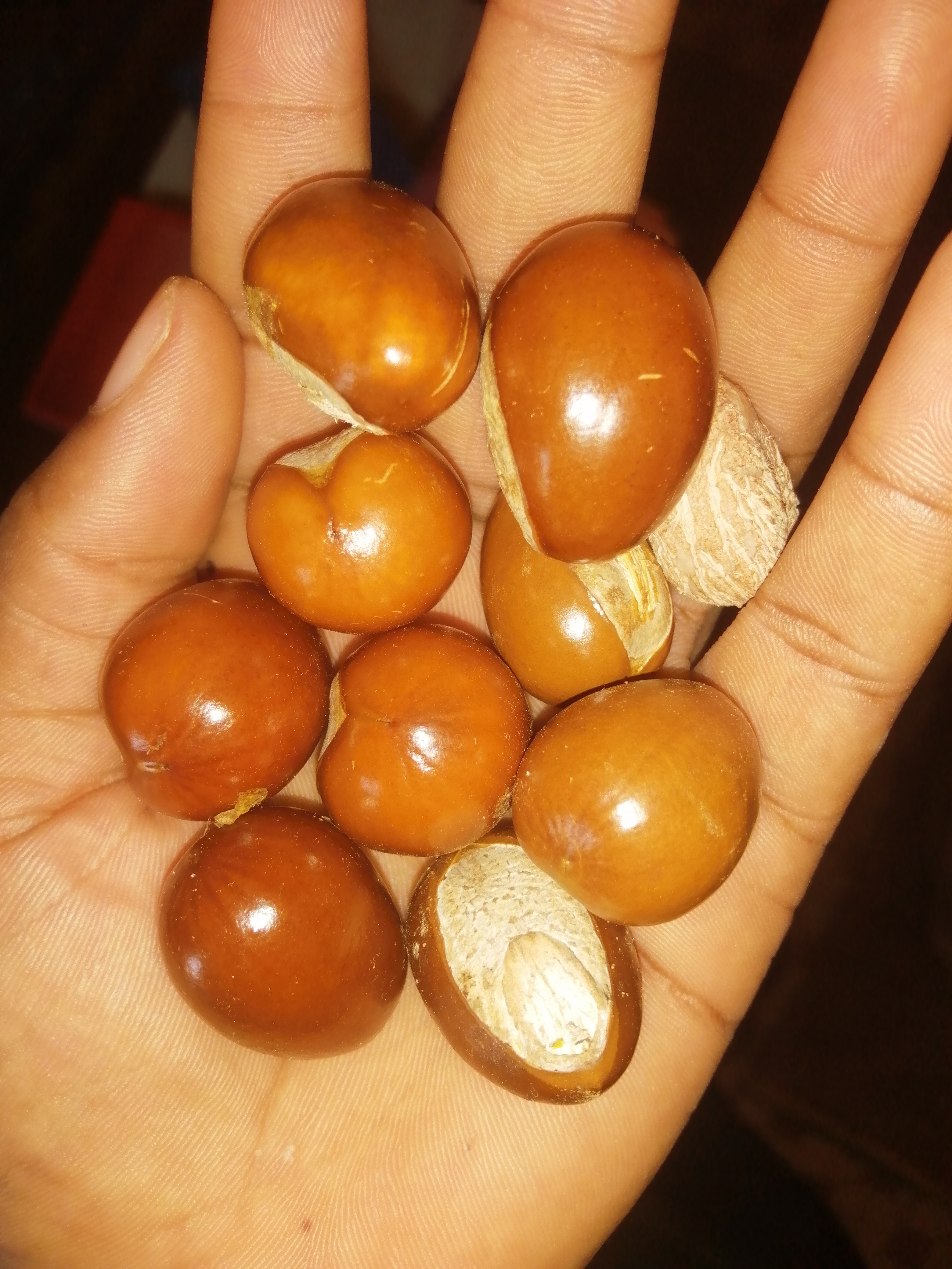 Shea nut