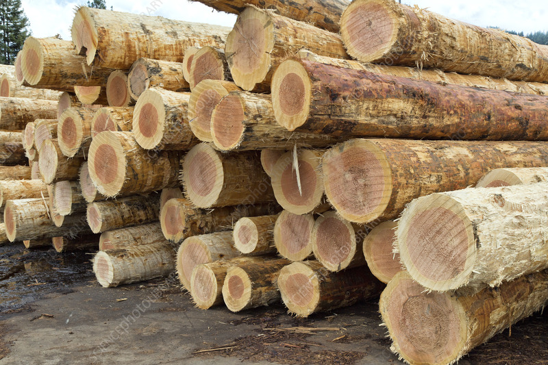 Logs