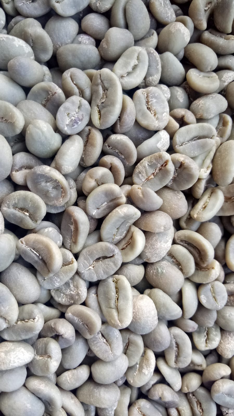 Grade 1 Gayo Arabica Fully Washed