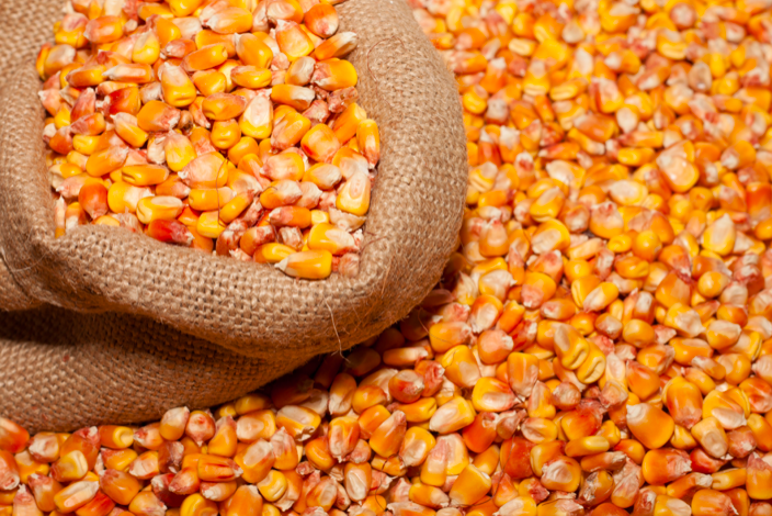 Yellow Corn 