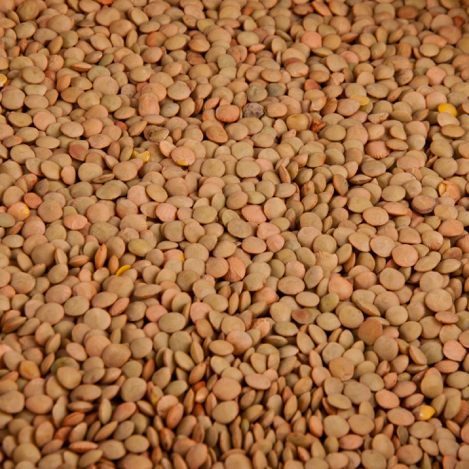 Bean Lentil