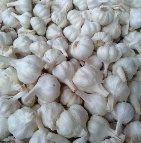 Fresh Garlic 