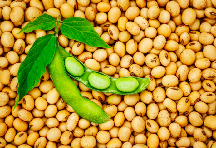Soybean 