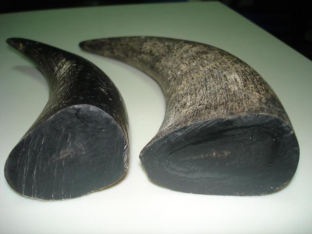 Buffalo Horn Tips