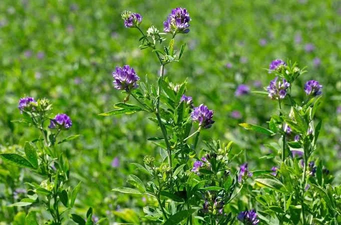 alfalfa