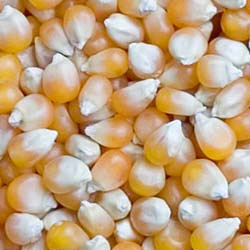 Maize