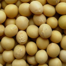 Soyabean Meal