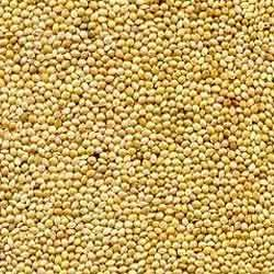 Sorghum (Jawar/Jowar)