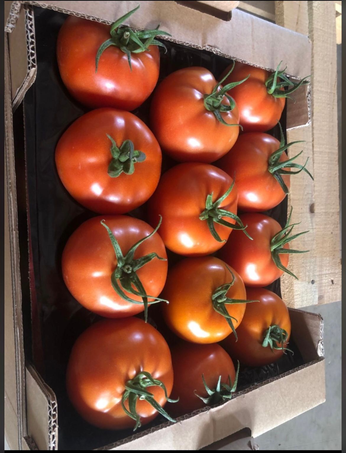 fresh tomato
