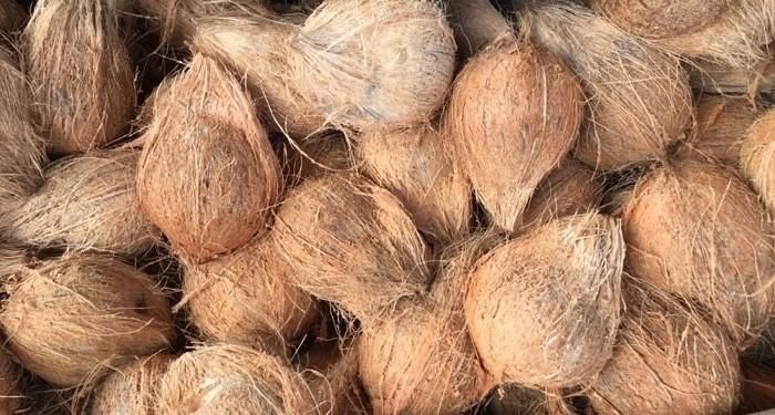 Semi-Husked Coconut