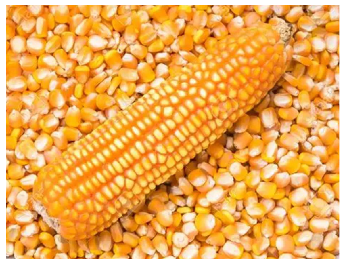 Yellow Corn