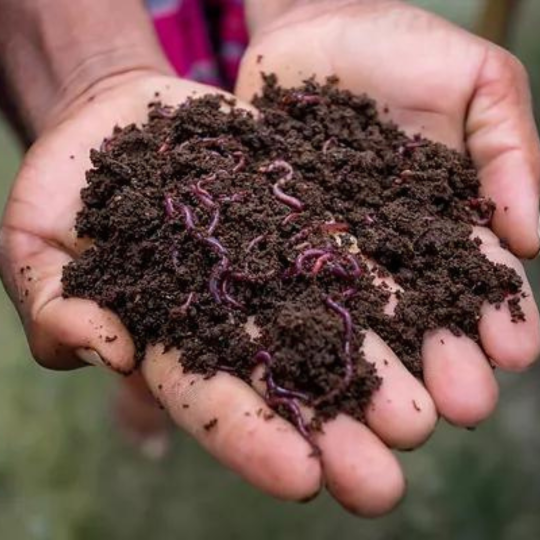 Organic Vermicompost