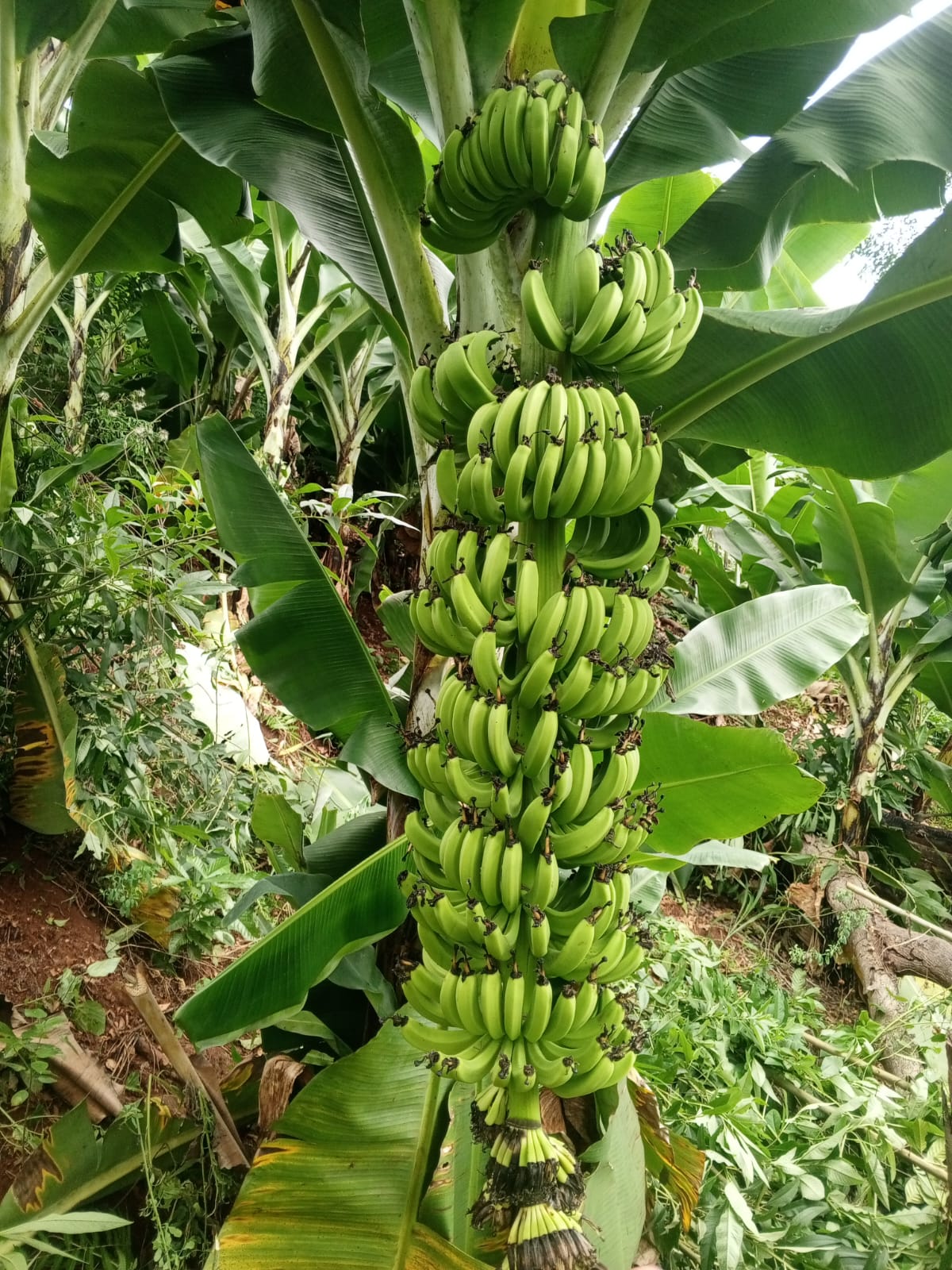 Fresh Green Bananas – Premium Quality for Local &amp; International Buyers