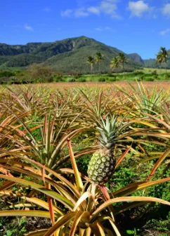 pineapple