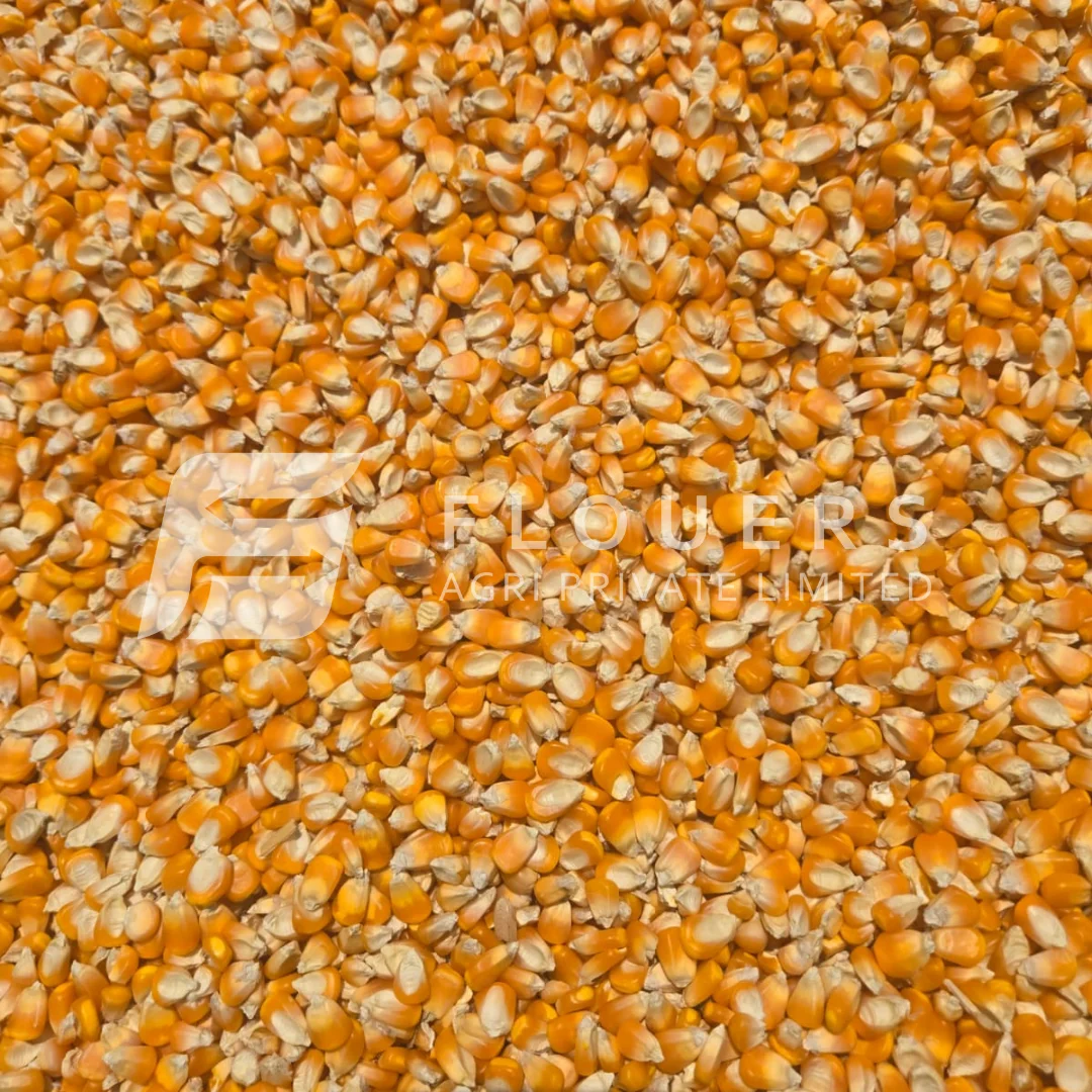 Yellow Maize