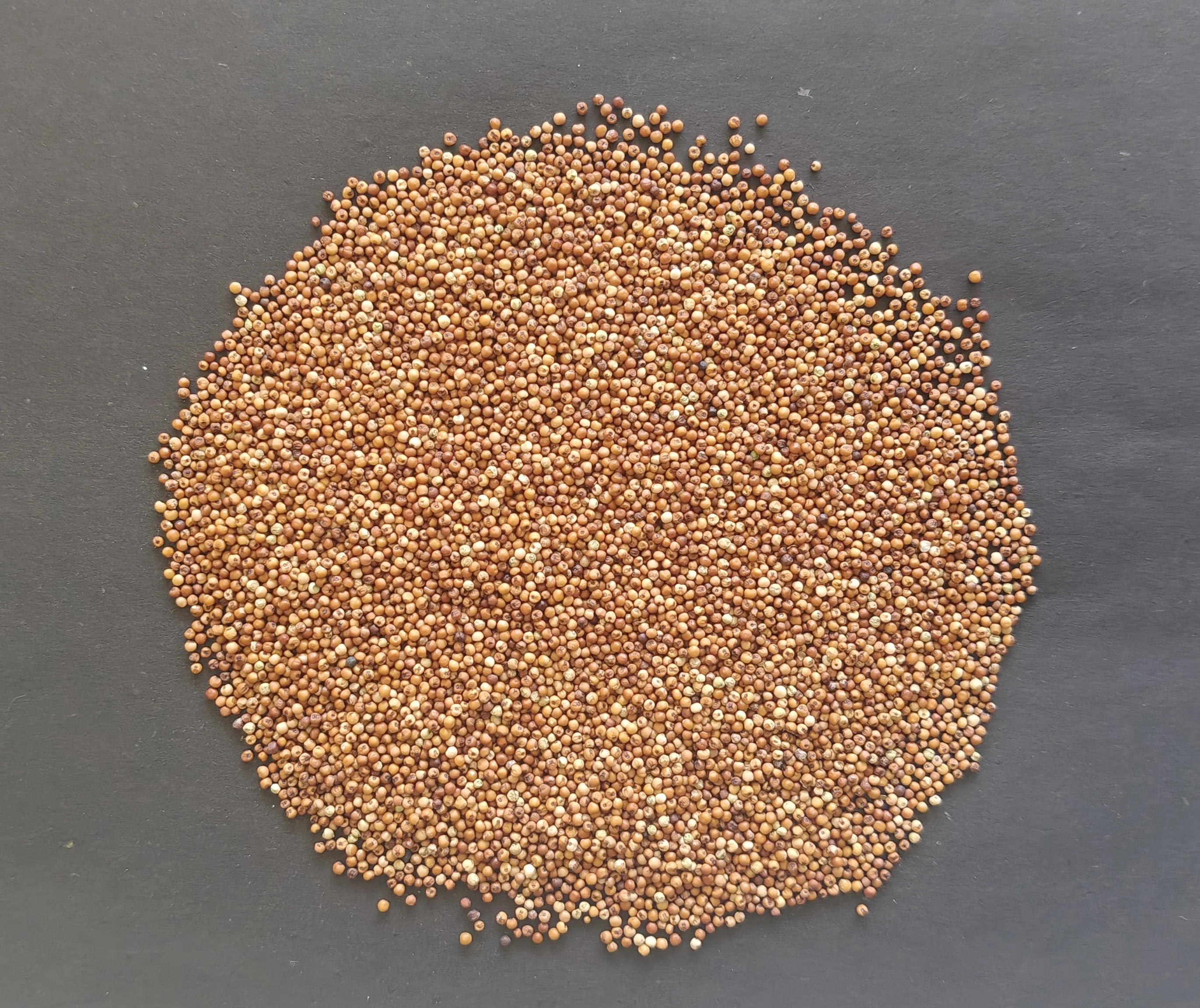 Finger Millet