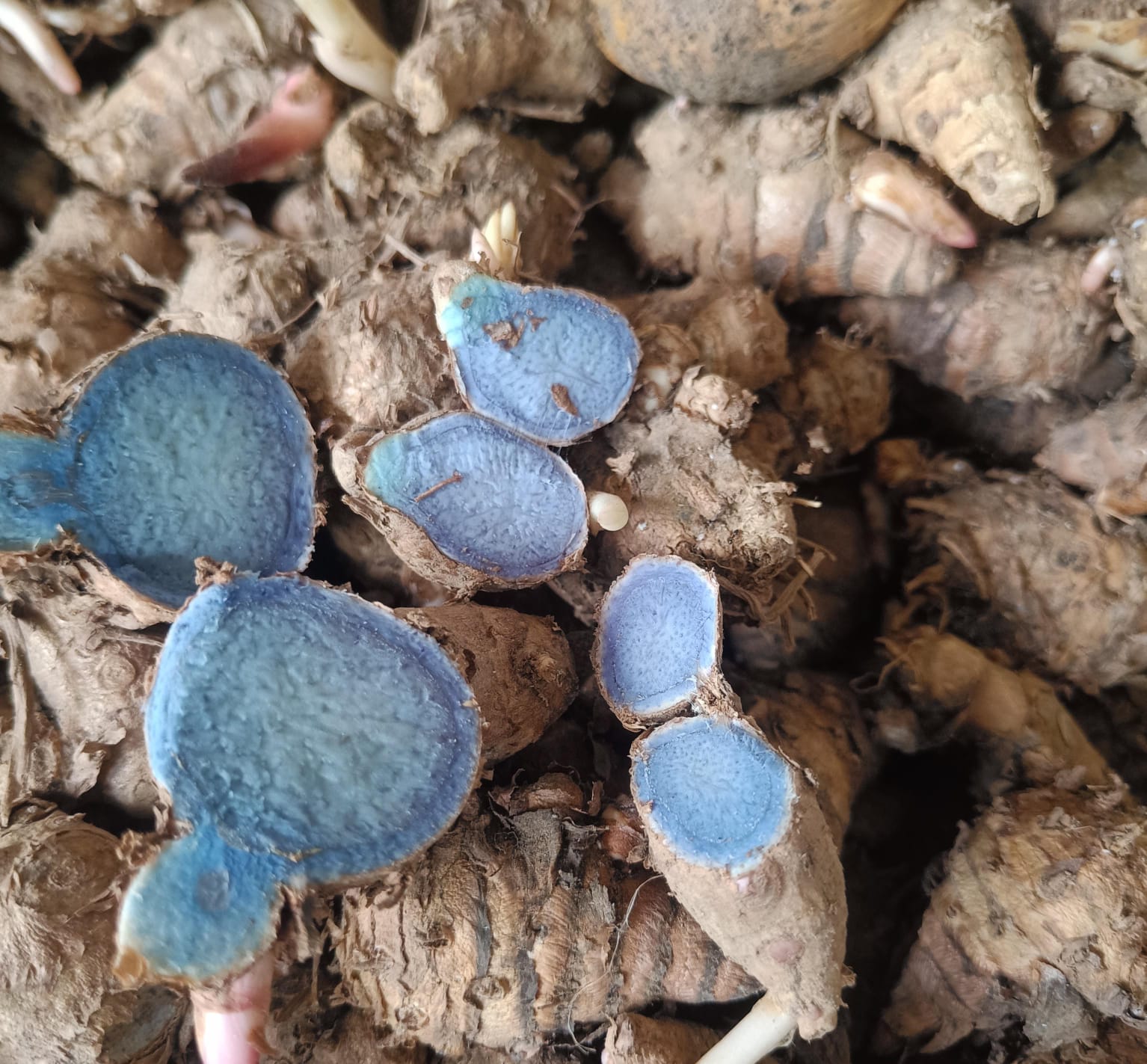 Black Turmeric