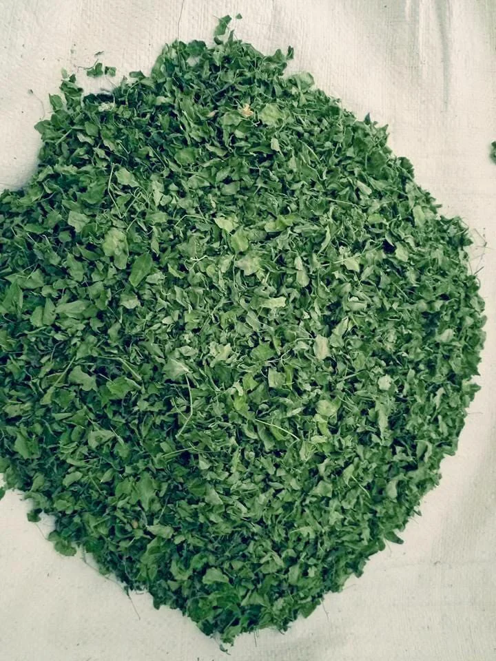 Moringa Leaves
