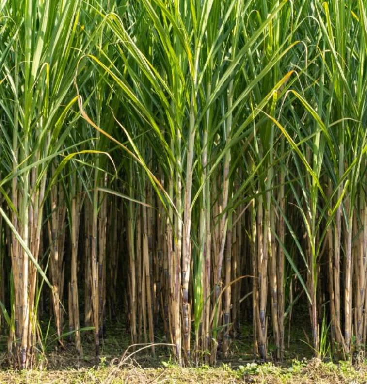 🌾 Fresh Sugarcane Stalks — For Sugar &amp; Jaggery Production