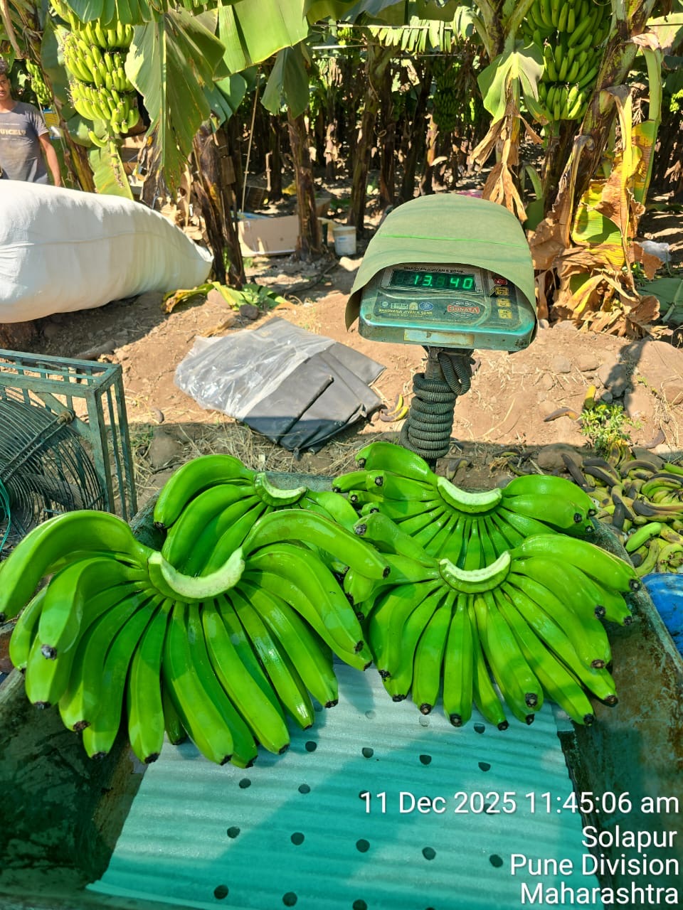 Bananas