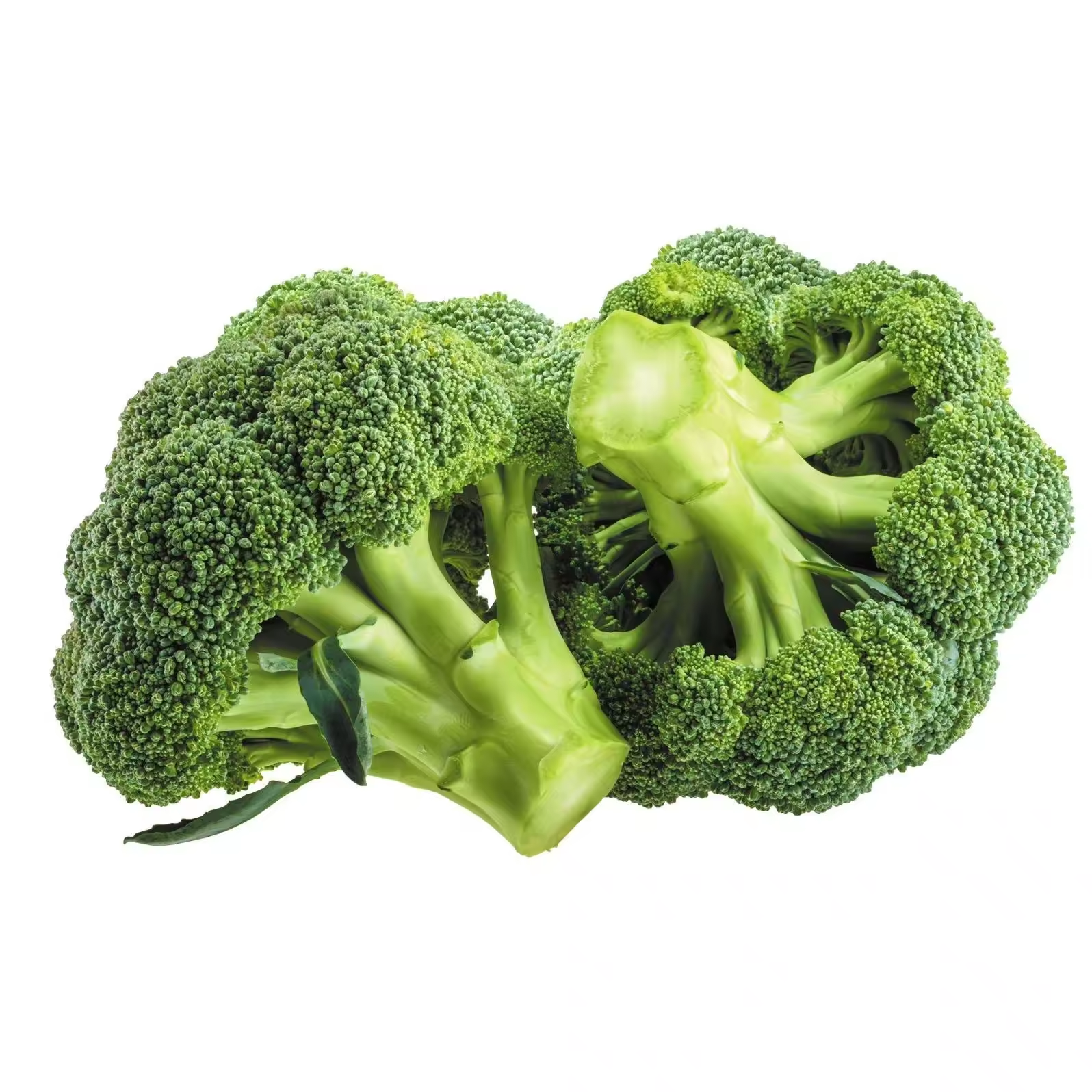 Fresh Broccoli for Culinary &amp; Food Processing Use