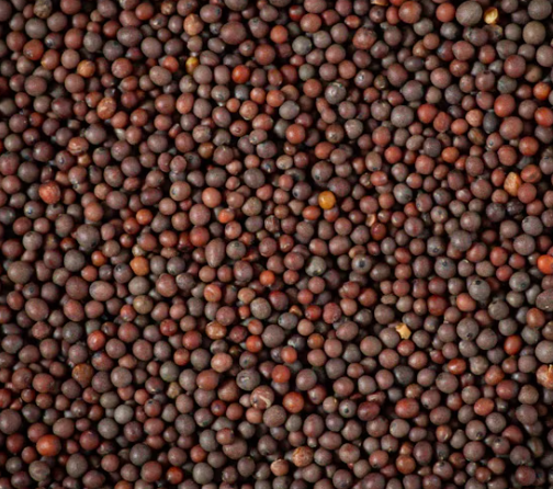 Premium Mustard Seeds (Black/Brown/Yellow) High Oil Content
