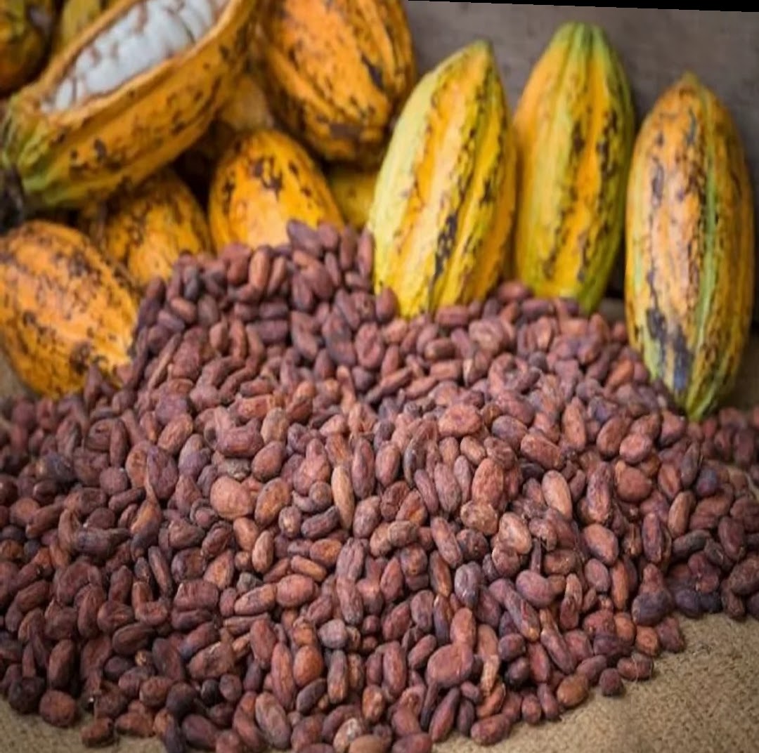 COCOA BEANS.