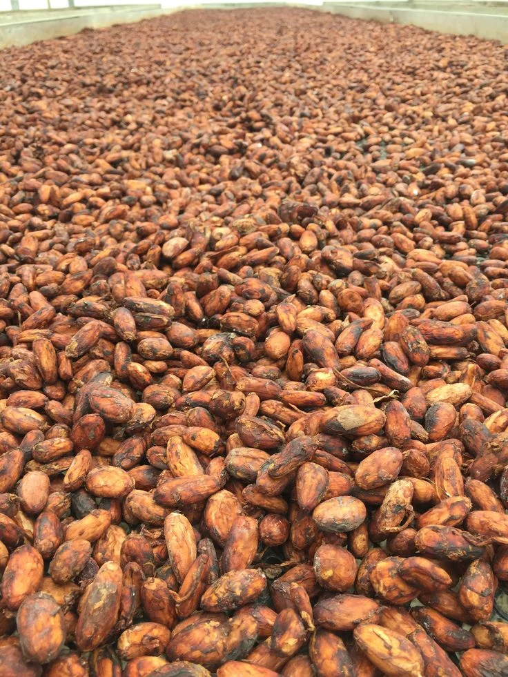 Cocoa