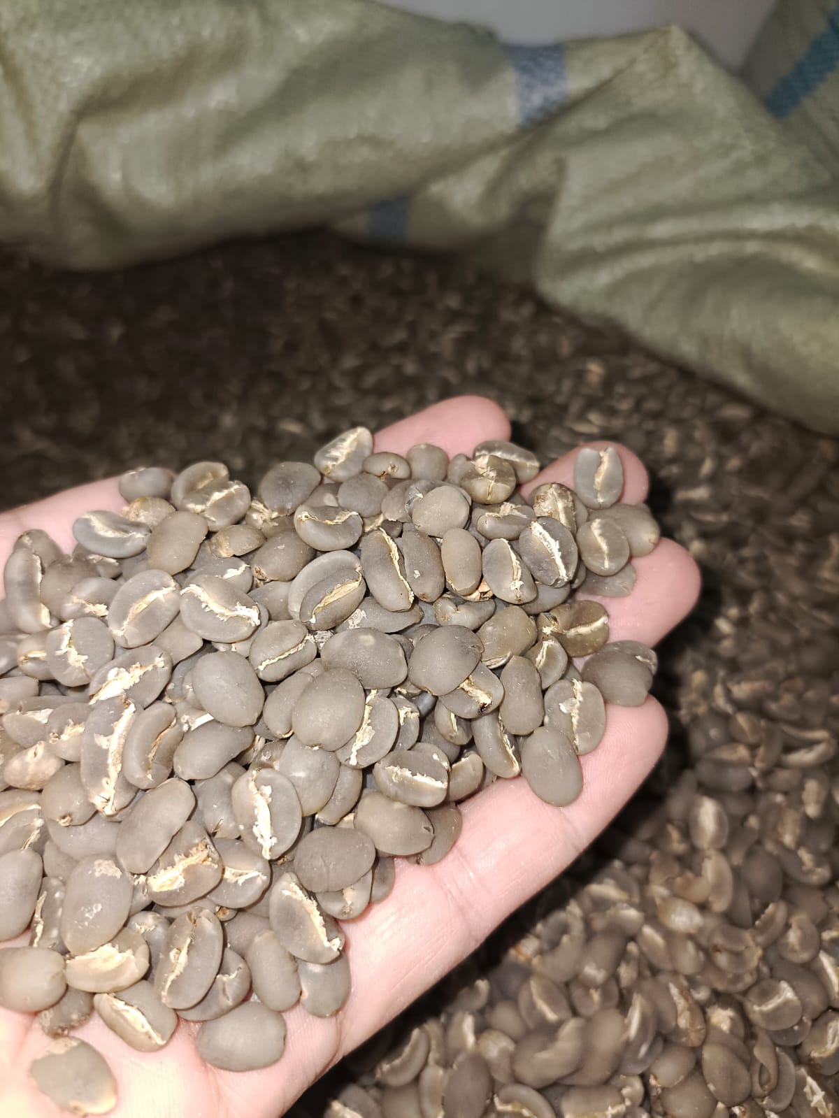Grade 1 Gayo Arabica Semi Washed (Wet Hulled)