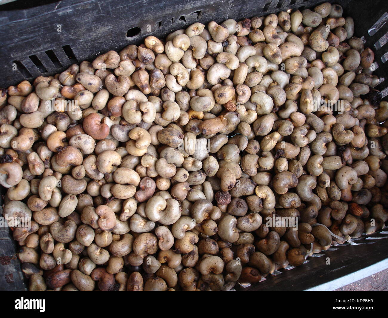 Raw Cashew nut