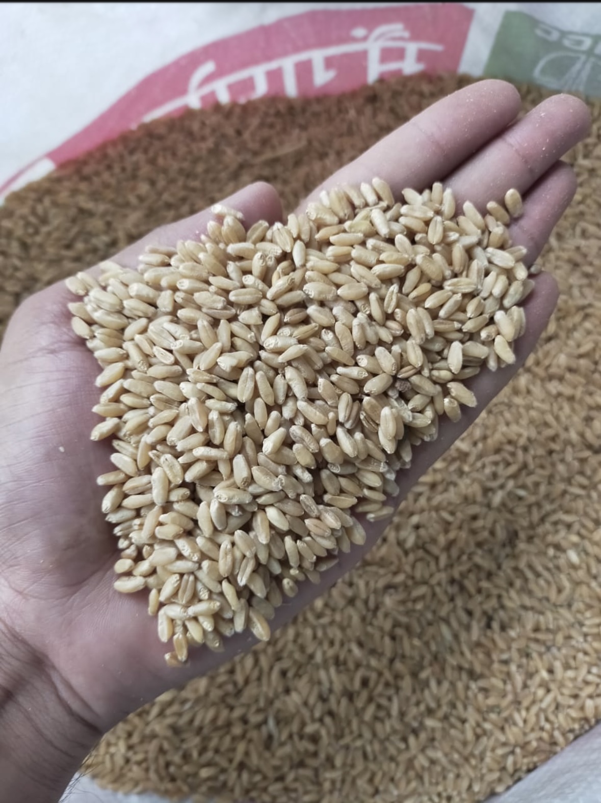 All types of wheat available