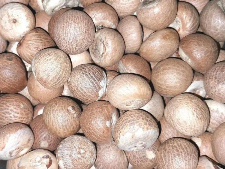 Arecanut Betel Nut Supari