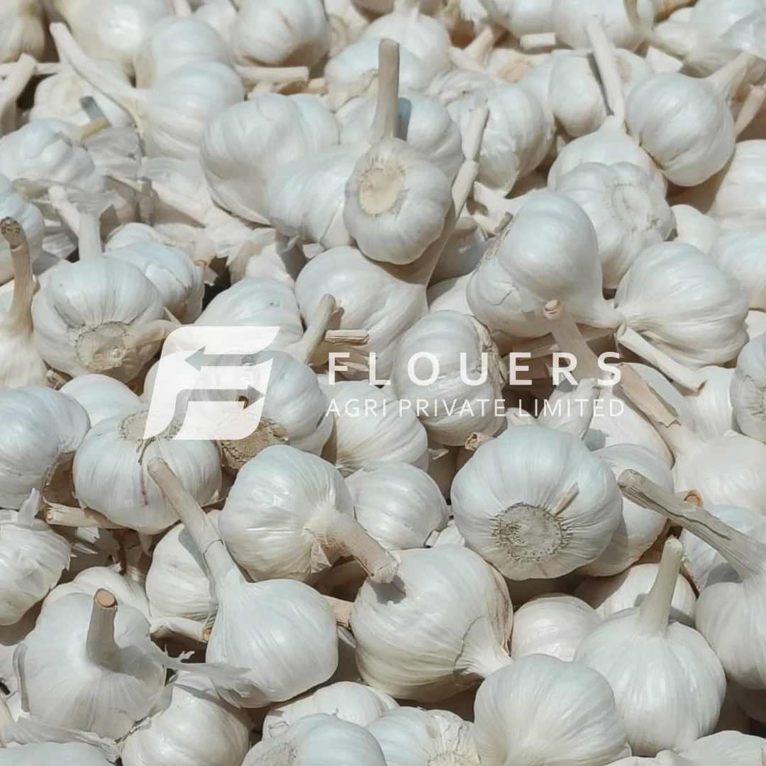Fresh Garlic