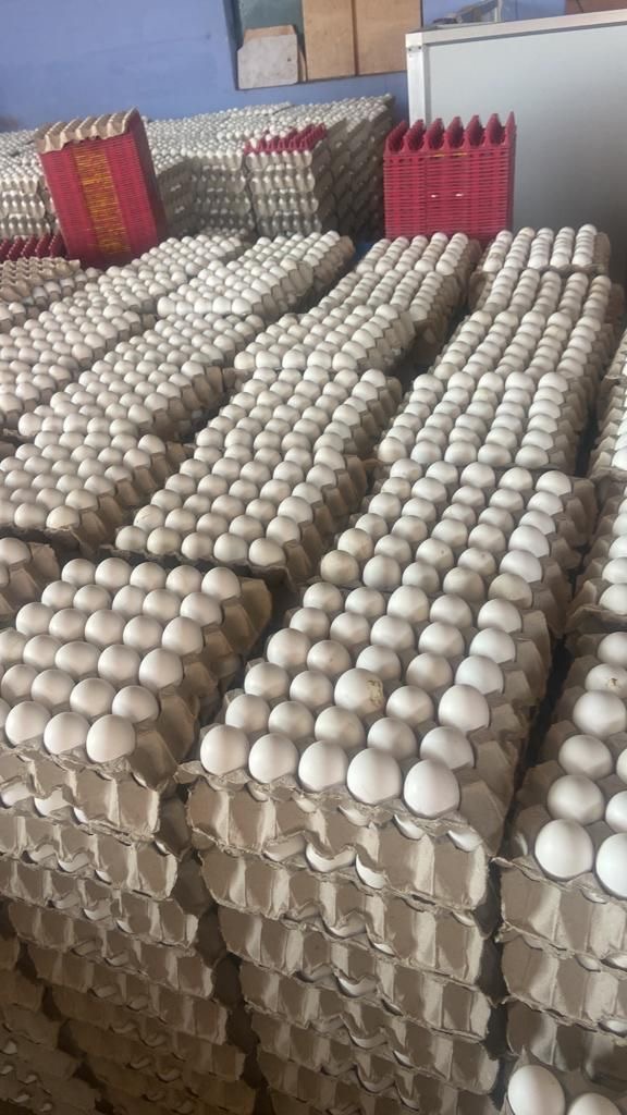 HQ White Chicken Eggs from Iran For Export | بيض دجاج أبيض صالح للأكل عالي الجودة من إيران