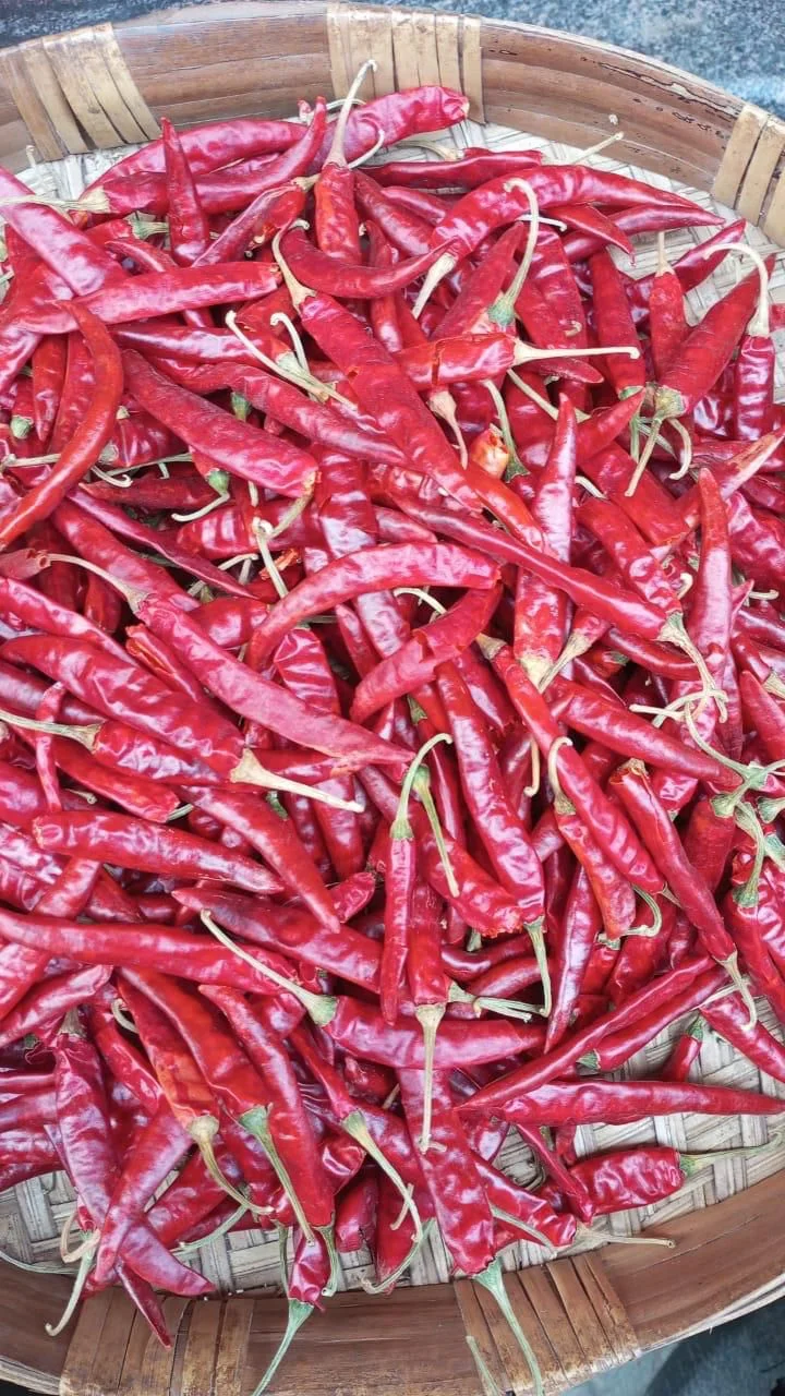 Premium Indian Red Chilli – Export Grade