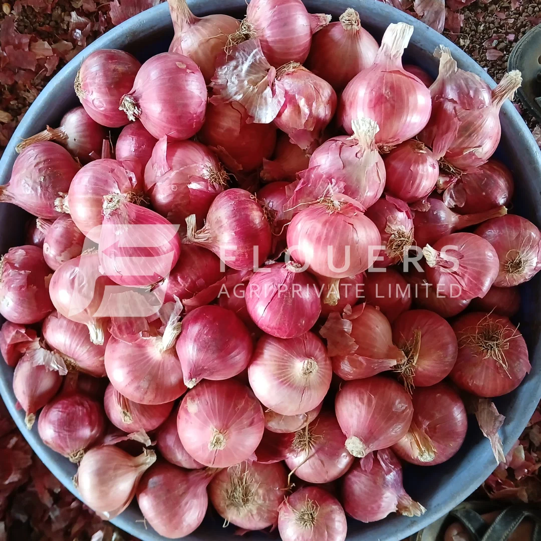 Fresh Pink Onion