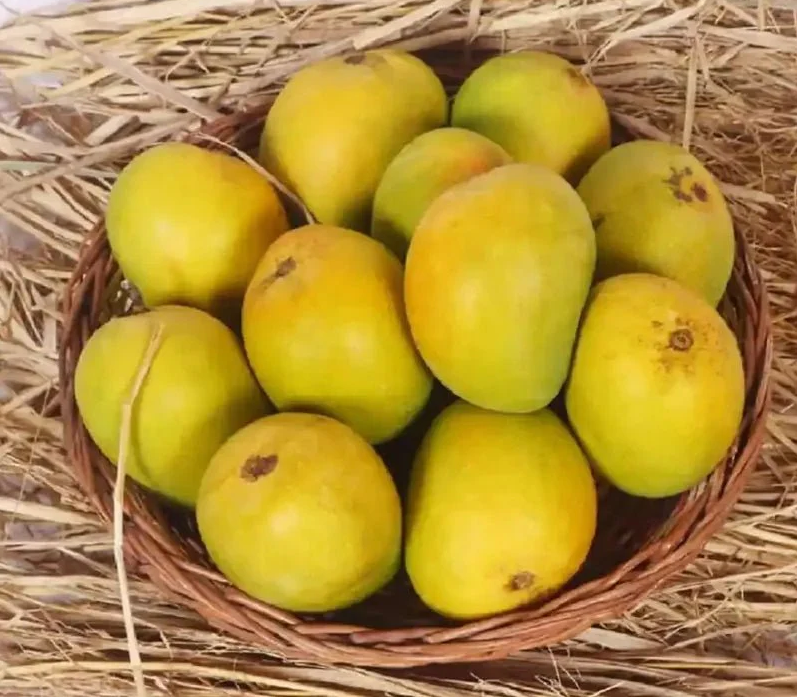 Fresh Mango (India Origin)