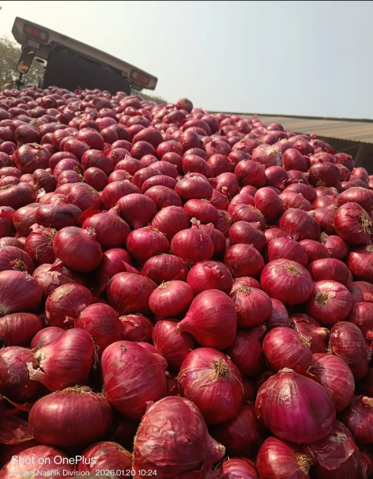 ONION