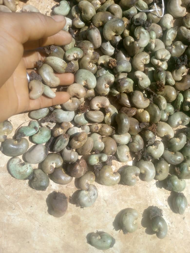 Raw Cashew Nut
