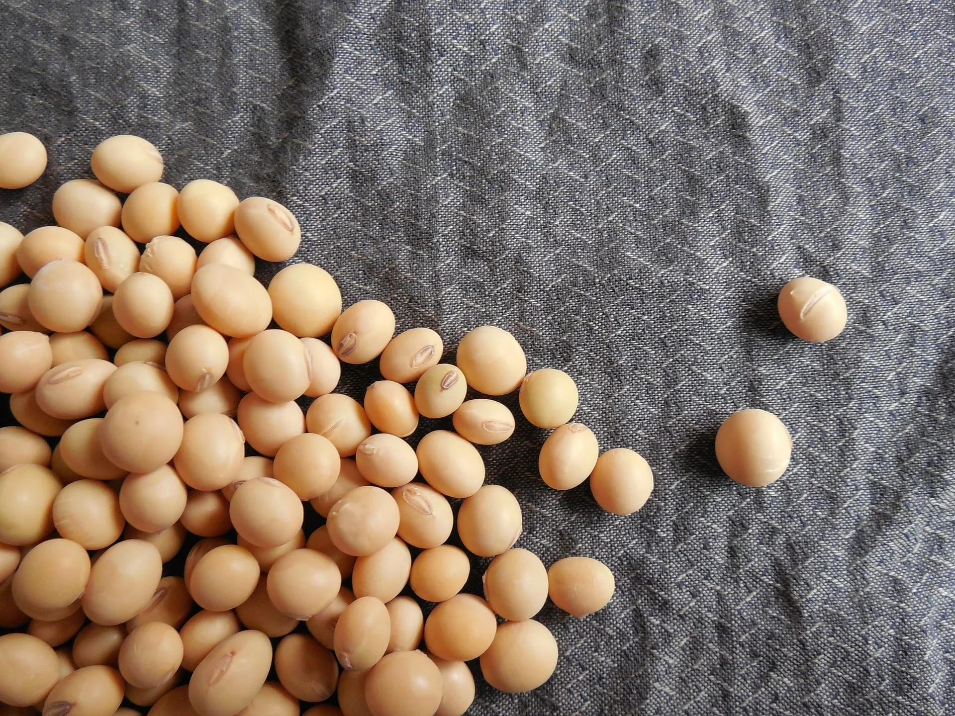 Soybean