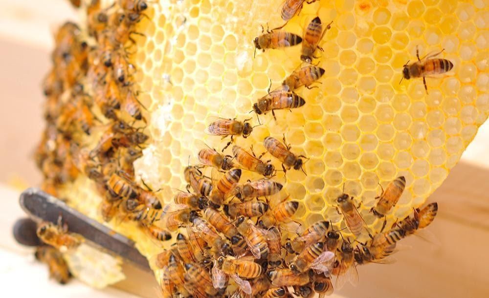 BEE HONEY