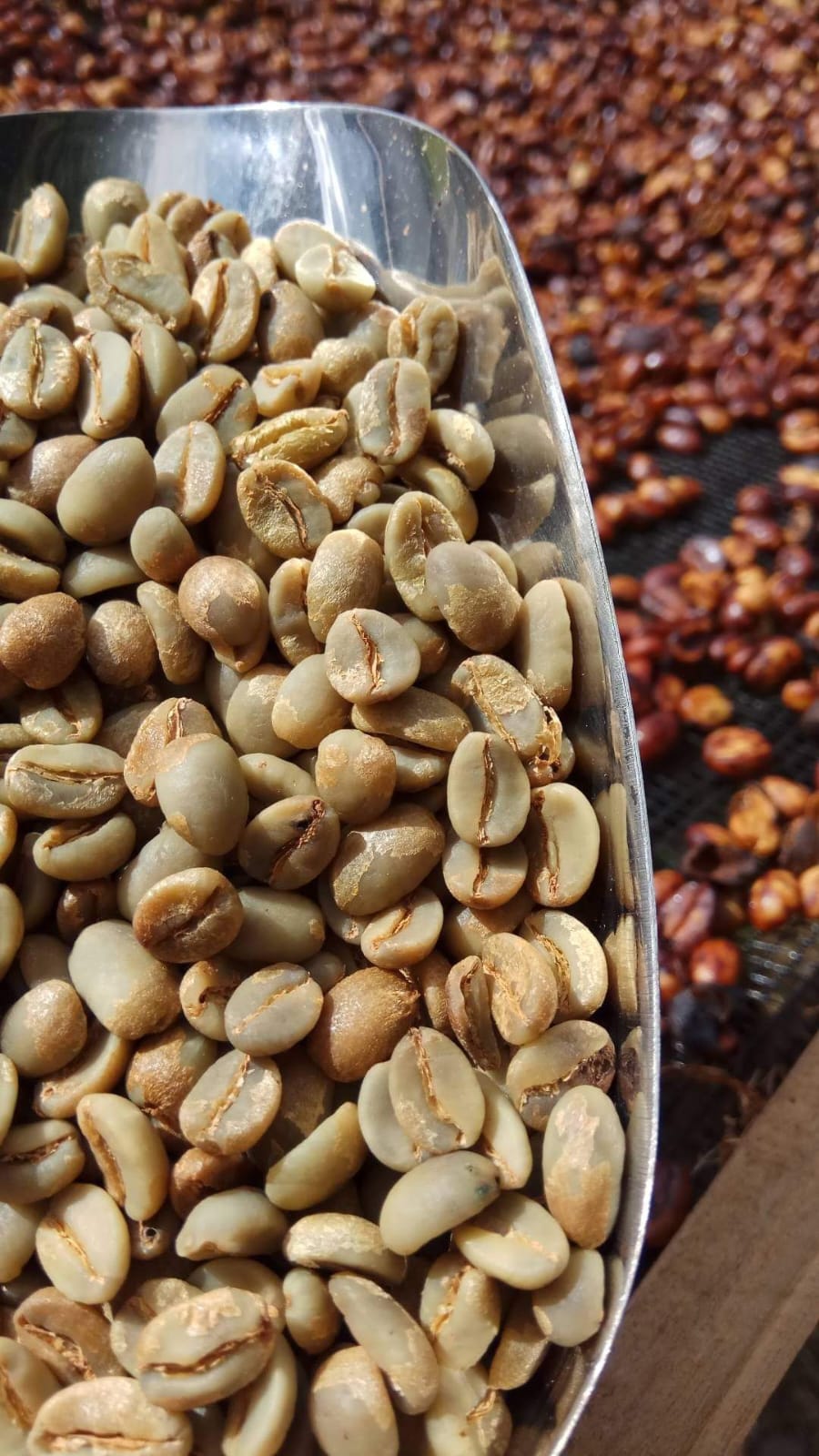 Grade 1 Gayo Arabica Honey